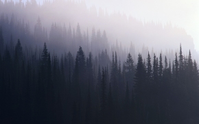 tumblr_static_misty_forest